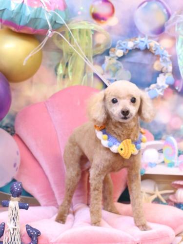 20240824バズくん